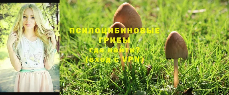 Галлюциногенные грибы MAGIC MUSHROOMS  Томск 